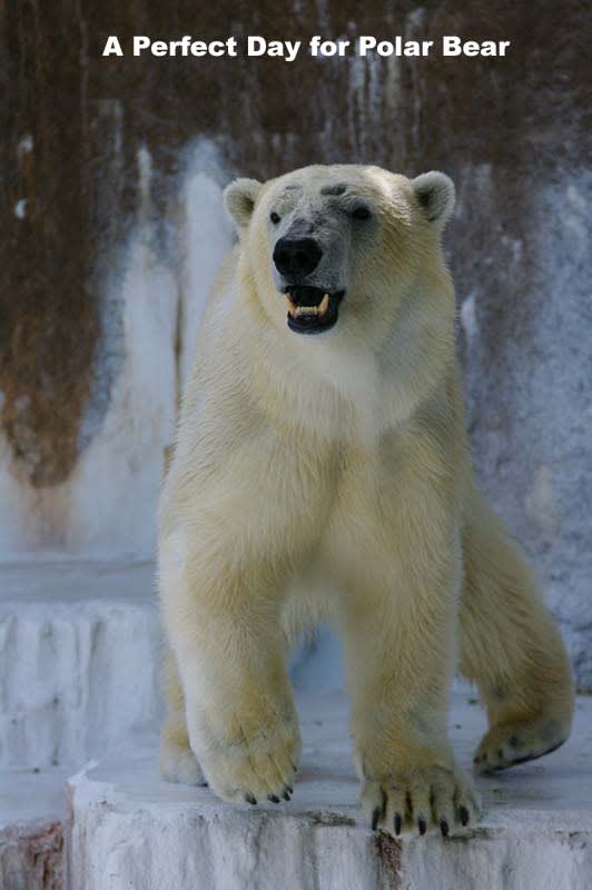 ゴーゴも禿げるわけだ シロクマ日和 A Perfect Day For Polar Bear