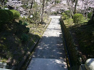 三井寺の桜の写真