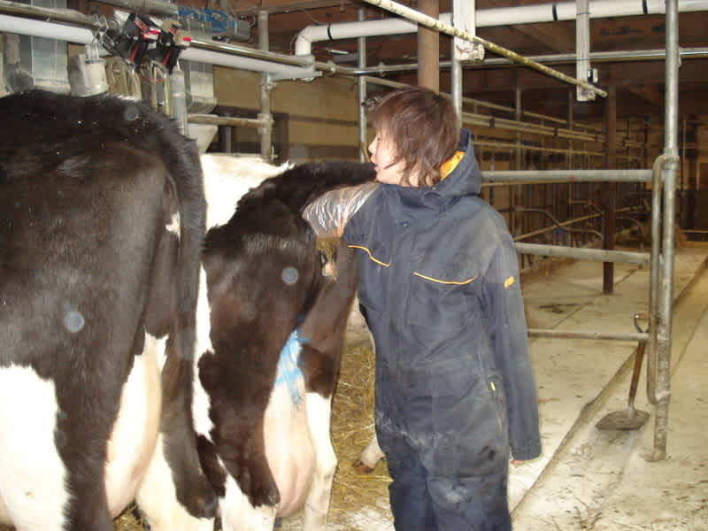 直腸検診 牛たちのブログ