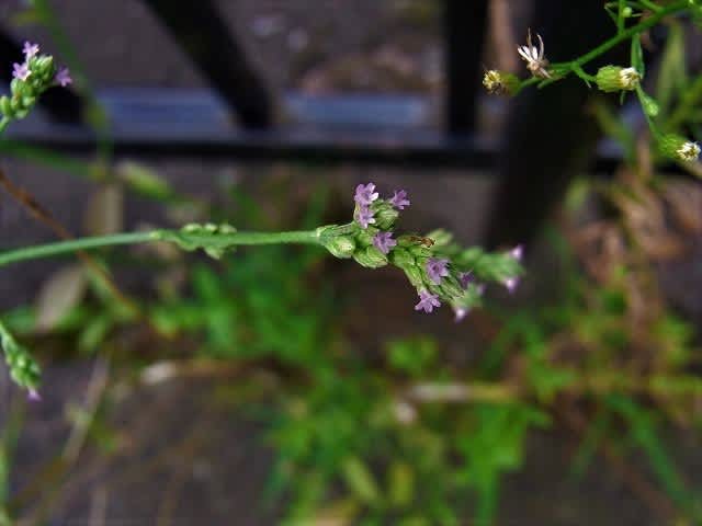 アレチハナガサ 荒地花笠 トキワツユクサ 常盤露草 クサタチバナ 草橘 バイモ 貝母 の実 ナンカイカラスヨトウ 俳句鑑賞 れんげの画像日記