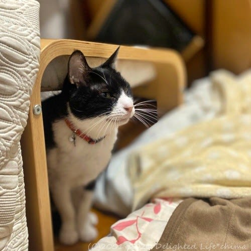 難治性口内炎悪化&キャネット3時のスープ~わが家のお猫様 - レンレン