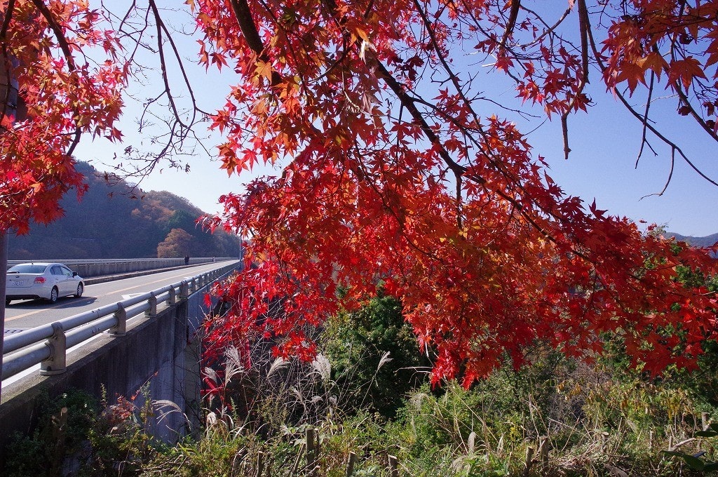 おろちループ周辺の紅葉 島根奥出雲町 17 ちょうせんデジカメ