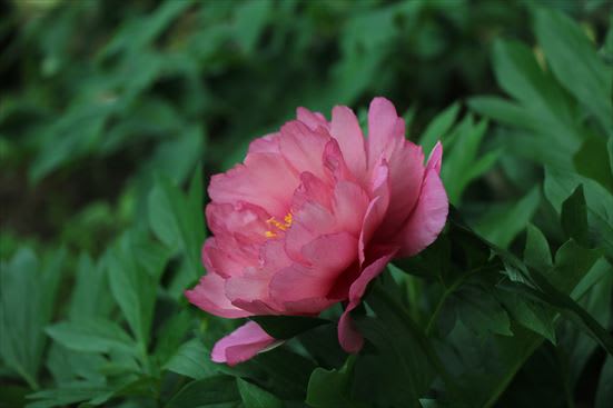 R_20160517IMG_5614.JPG