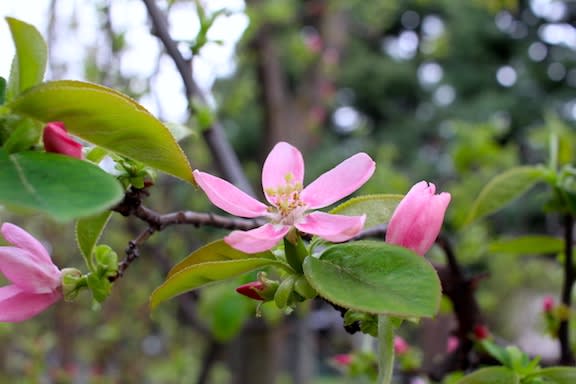 解答編 果実を利用するバラ科の樹木の名前 わかりますか 京都園芸倶楽部のブログ