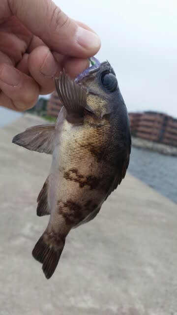おもしろい釣果いろいろ お稽古時々バス釣り三昧 おもしろい釣果いろいろ お稽古時々バス釣り三昧
