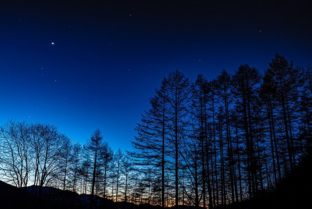 カラマツ林と夜空の写真