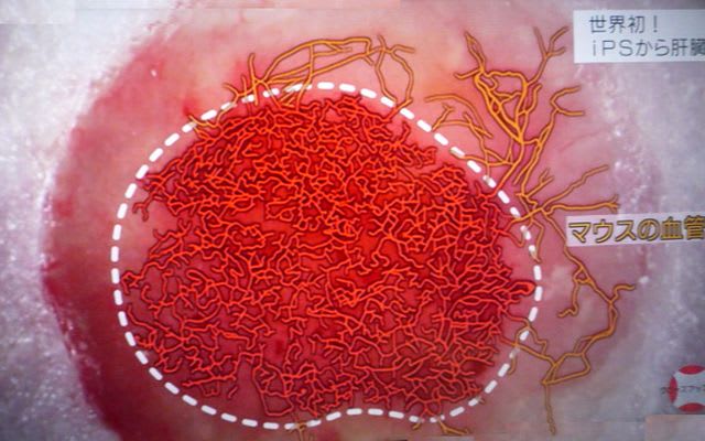 血管が再生されたミニ肝臓