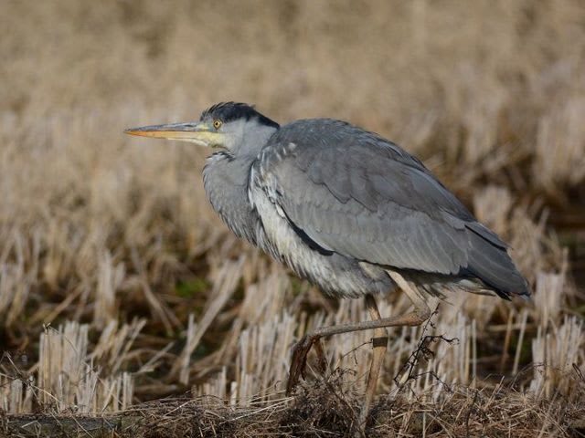 アオサギ 第１回冬羽 新潟の野鳥 フィールドノート