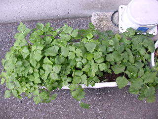 三つ葉の種まき ハーブに囲まれて