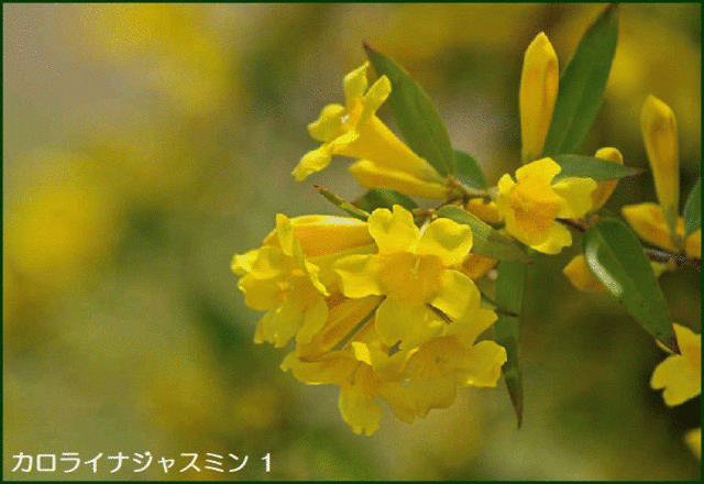 最高の黄色い 花 画像 最高の花の画像