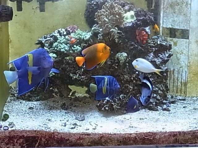 Reef Fish Tanks 富貴蘭讃歌