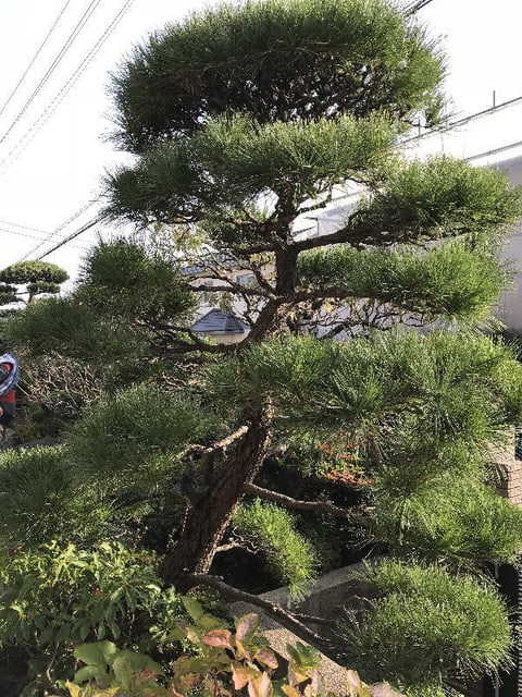横須賀市松の木のある個人邸剪定作業 庭木剪定 伐採 草刈り お庭の困ったを解決するお助けマンブログ