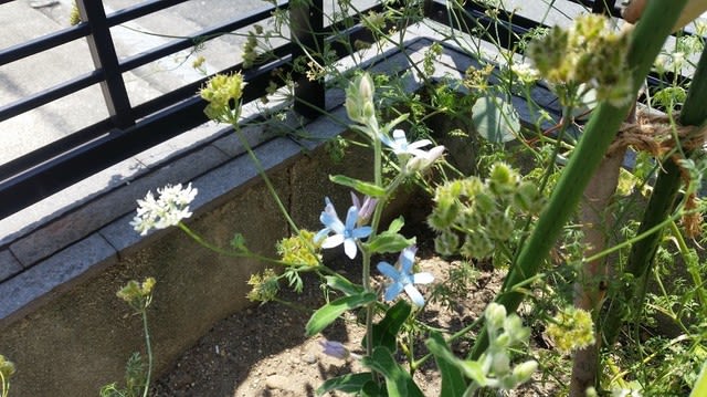 ブルースター ホワイトロマンの花と種 りりのあみはな日記