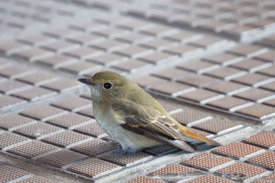 小鳥02 ガラスにぶつかったキビタキ