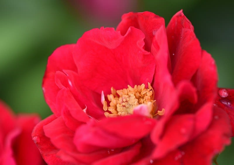 姫路ばら園 薔薇 と 紫陽花 06 14 なごみの花屋さん
