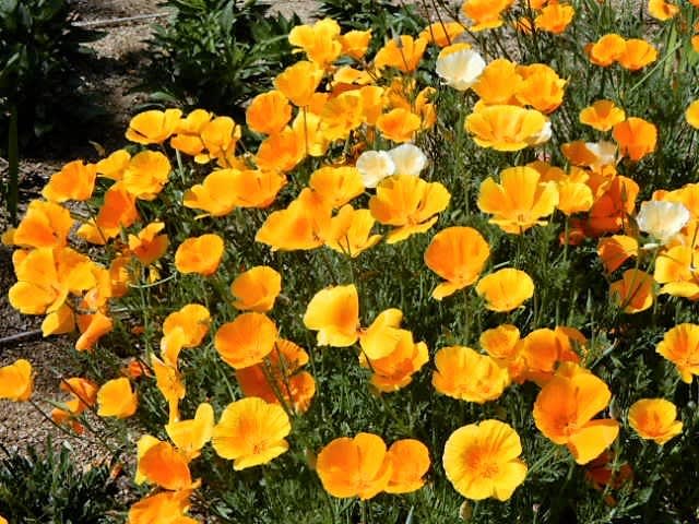 カリフォルニアポピー 恋する花たち