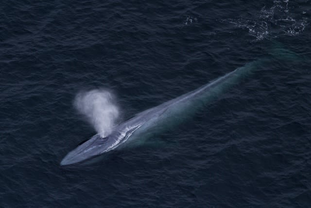 シロナガスクジラ 地球史上最大の動物 米 カリフォルニア 風と水の記憶 Mitsuhiro S Photo Page 田谷光宏