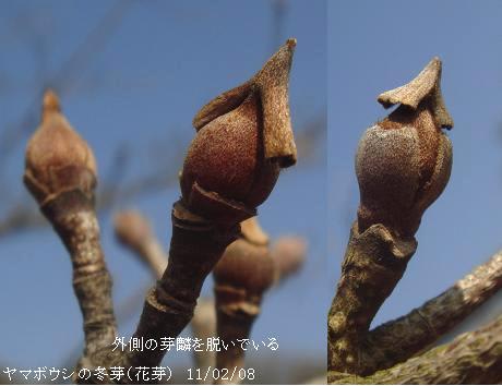 ヤマボウシの花芽が外側の芽麟を脱ぎ始めた 里山コスモスブログ