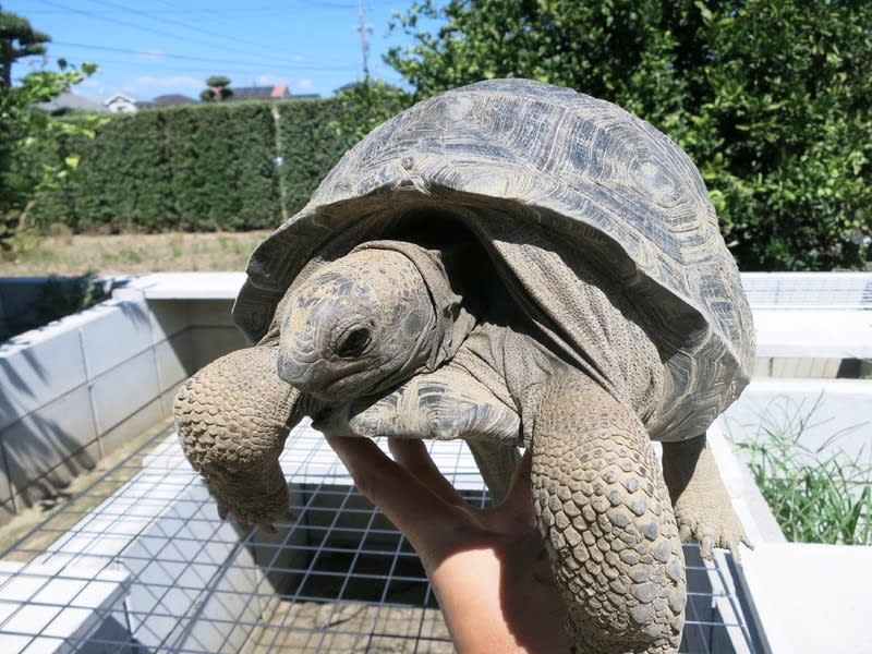 もうじき４ｋｇ でっかく育て アルダブラ