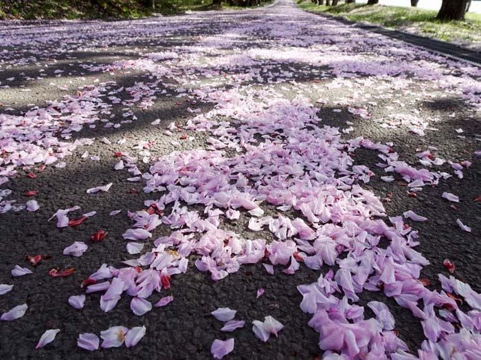 農村の風物詩 田植え 田舎都会からの便り