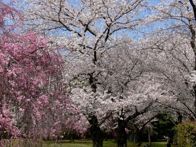二条城出口の近くでは枝垂桜とソメイヨシノが競艶！