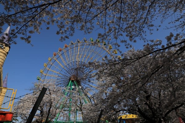 伊勢崎華蔵寺公園の桜 写真ブログ