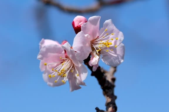 杏の花は 梅や桃や桜の花と何が違う 京都園芸倶楽部のブログ