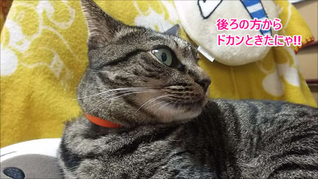 花火の音にビビる猫 キジトラ猫のりんちゃん 花火の音にビビる猫 キジトラ猫のりんちゃん