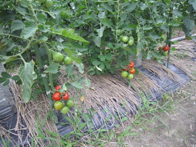 わき芽で増やした中玉トマト フルティカ の収穫が始まりました 大好き 野菜の時間