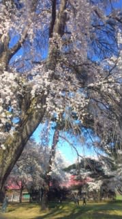 続長野牧場の桜