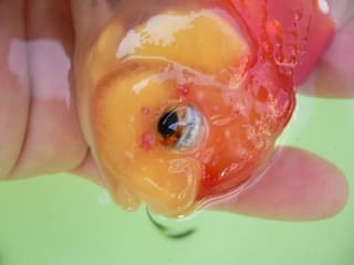 赤いポツポツの出た肉瘤 どうしよう いたち家のヒミツ 赤いポツポツの出た肉瘤 どうしよう いたち家のヒミツ