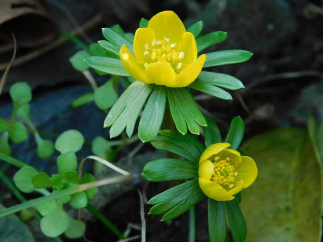 セツブンソウ 今年は黄花が先に咲きました 暖冬と異常気象 庭の花たちと野の花散策記