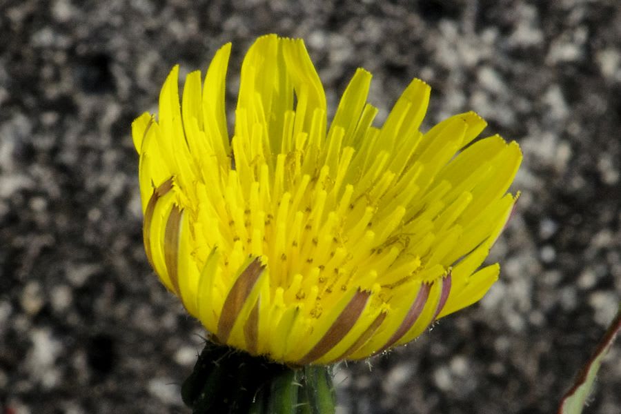 ノゲシ 野罌粟 の花が咲き始め 雲上の楽園通信