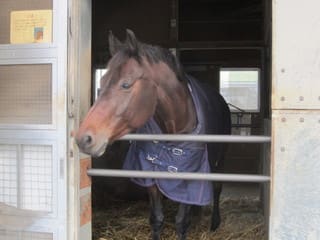 チョコレート って名前の馬 に乗る Many Books 参考文献