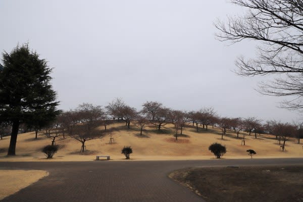 伊勢崎市民の森の河津桜 その２ 写真ブログ