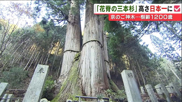 日本で一番高い木は 62 3m 世界メディア ニュースとモバイル マネー