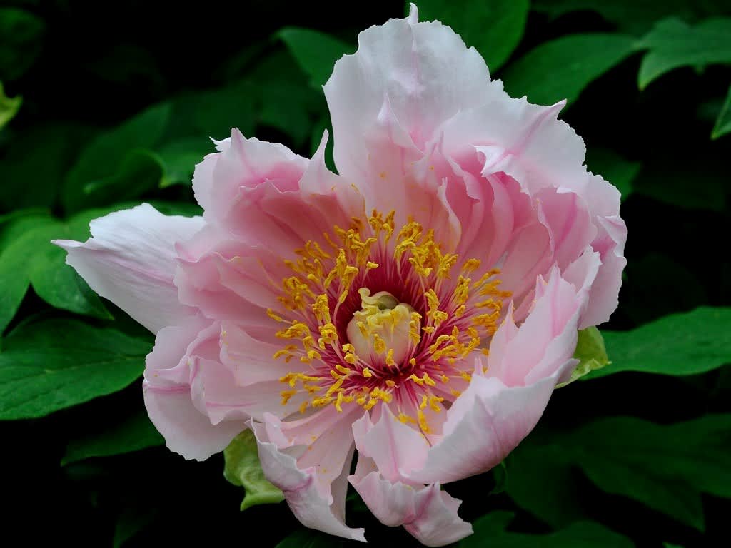 格安即決 漆絵 夏の花々図 牡丹 ツツジ 藤 高い素材 Guadalupe Cafe