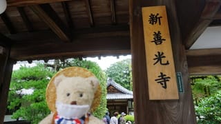 泉涌寺 の塔頭 新善光寺 四季の花々が植わる庭 毎月ことなる御朱印が人気 ネコのミモロのjapan Travel ｍｉｍｏｒｏ ｔｈｅ ｃａｔ Japan Travel