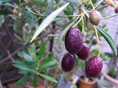 オリーブ 橄欖 の実 れんげの画像日記