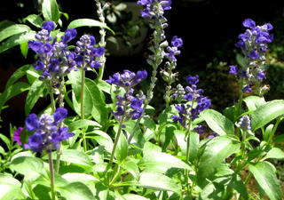 紫紺色の花 大好きなガーデニング