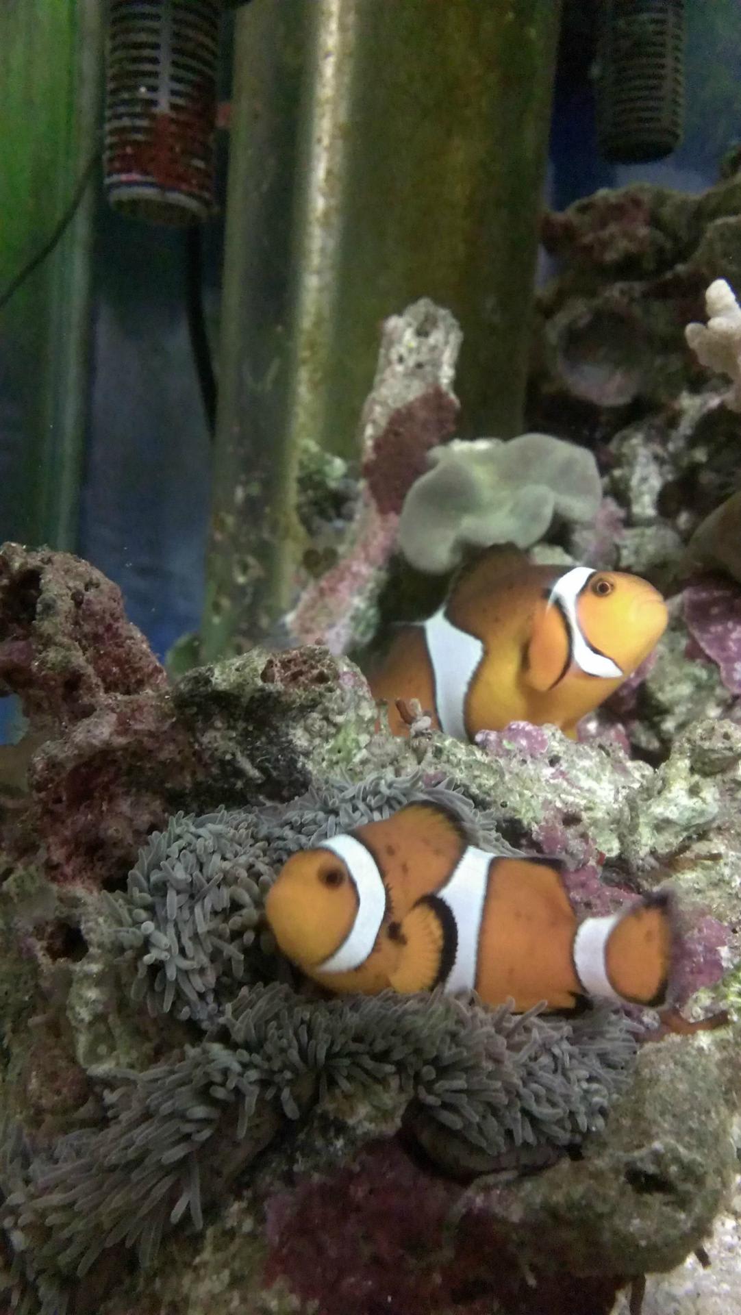 縮こまる イソギンチャク 海水魚 がらくた玉手箱 縮こまる イソギンチャク 海水魚 がらくた玉手箱