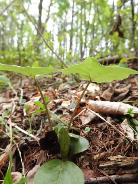 高ボッチ高原・鉢伏山で最近咲いている花　ウスバサイシン（薄葉細辛）