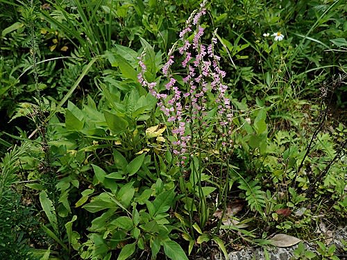 ぜいたくネジバナ 種 最高の花の画像