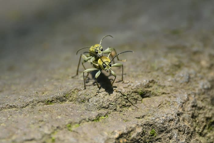 ミヤマカラスアゲハの美しい姿ほか～蝶3種とカミキリ1種の姿を・・・ - KIKUのフォトルーム