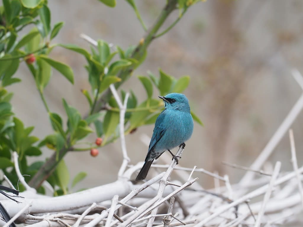 南国ブルーの綺麗な鳥ロクショウヒタキ ダイビングと生き物の写真ブログ３ 魚 鳥 花 蝶 トンボなどなど