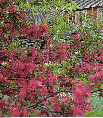息子が建てたお気に入りの母屋の前のクラブアップルの花と実