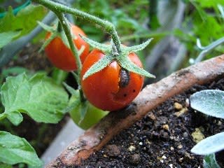 ショック ダンゴムシがトマトを 家庭菜園 気ままｏｌのベランダ園芸 植えてみましょう
