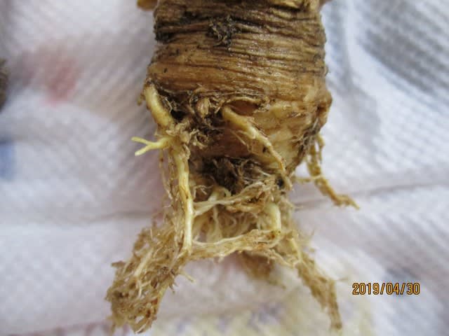 2019春の植え替え23 三角牡丹 黒竜 たにくごと ひとりごと 2019春の植え替え23 三角牡丹 黒竜 たにくごと ひとりごと