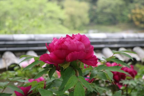 R_20160512IMG_4595.JPG