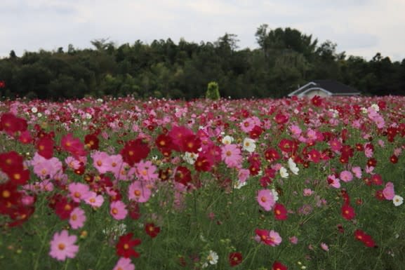 鼻高展望花の丘コスモス19 写真ブログ 鼻高展望花の丘コスモス19 写真ブログ